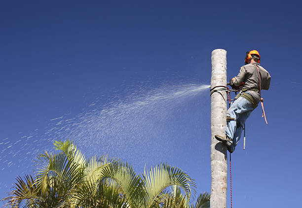 How Our Tree Care Process Works  in  Muscoy, CA