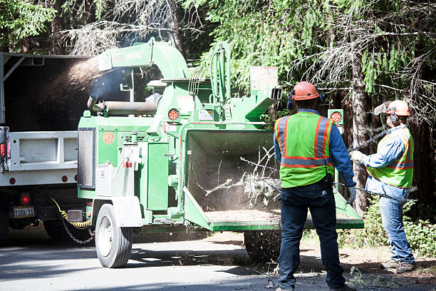 Muscoy, CA Tree Removal Services Company